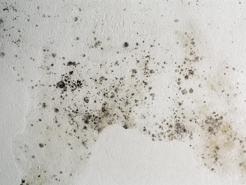 Black mold spots scattered on a white textured wall.