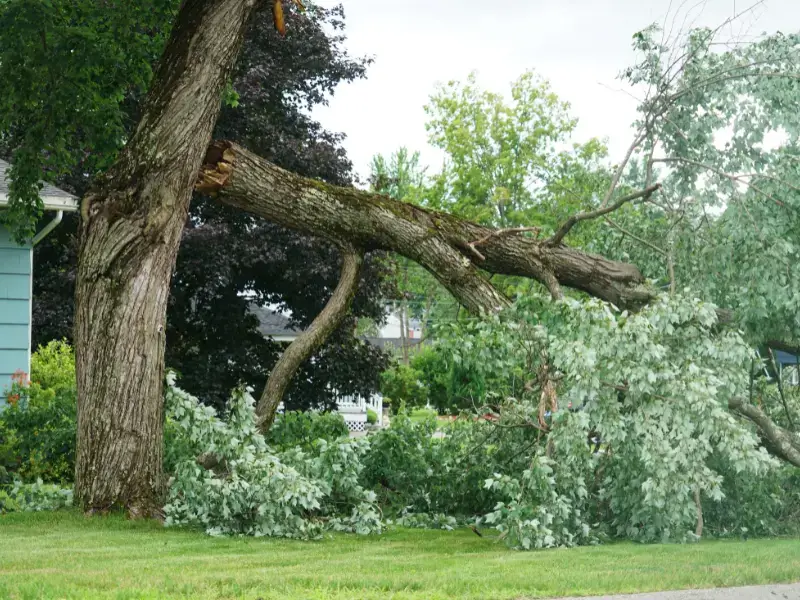 Large broken tree branch fallen in a yard near a house.