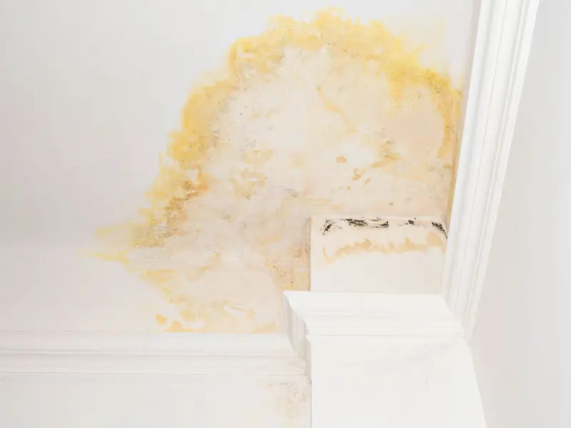 Yellow and black mold stains on a white ceiling corner near crown molding.